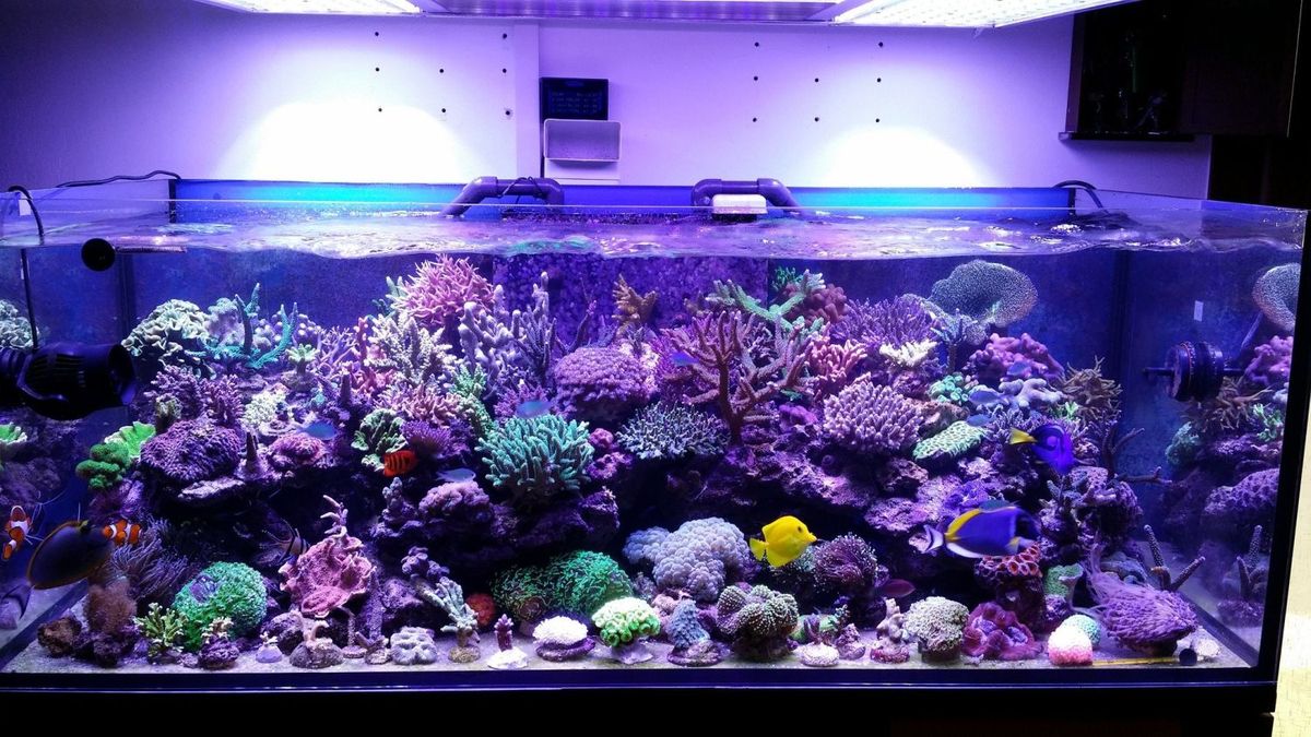 Aquarium Lighting Systems