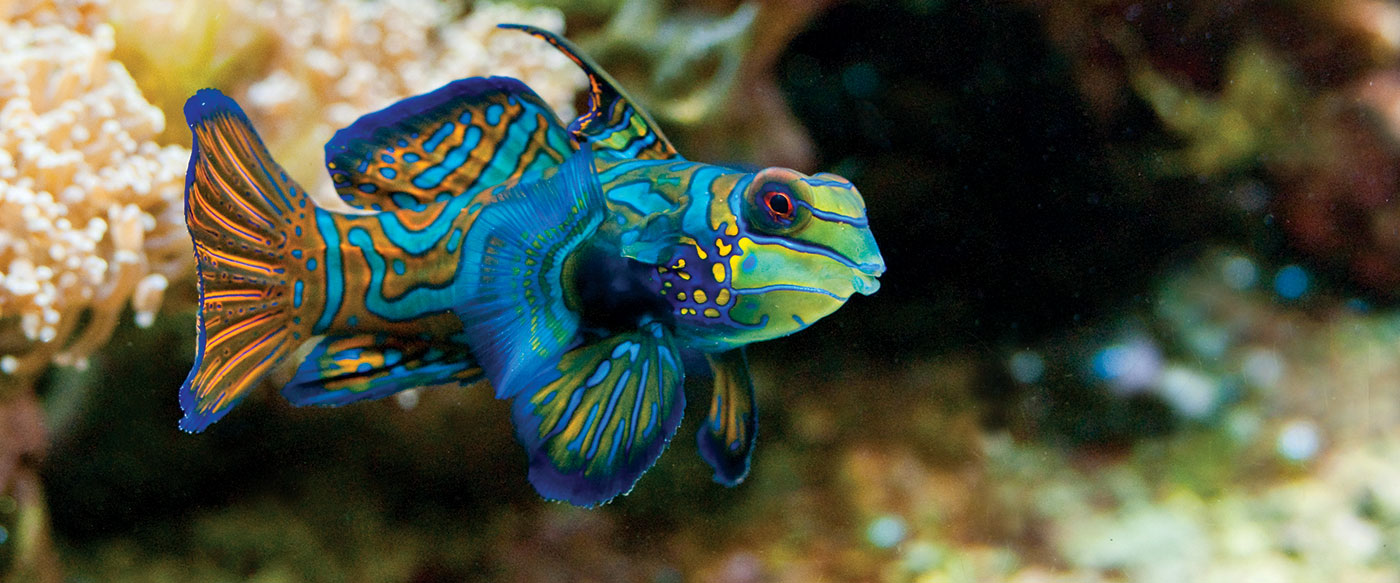 Mandarinfish