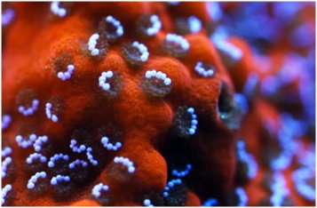 المغنيسيوم  