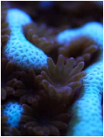 المغنيسيوم 