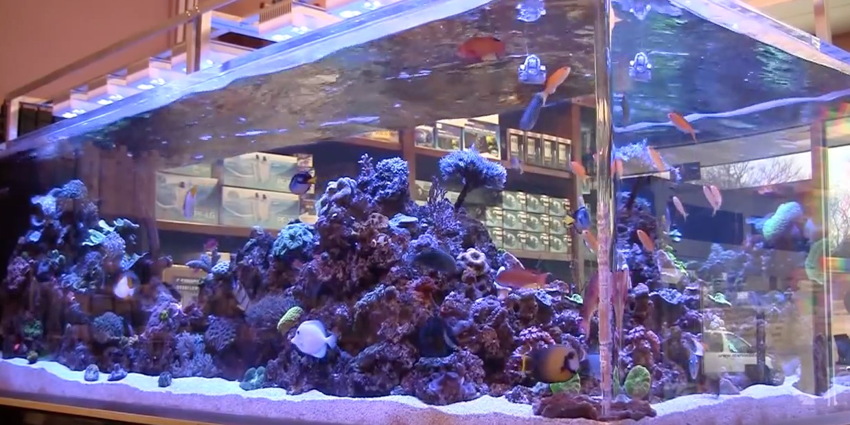 Ammonia In Saltwater Aquariums