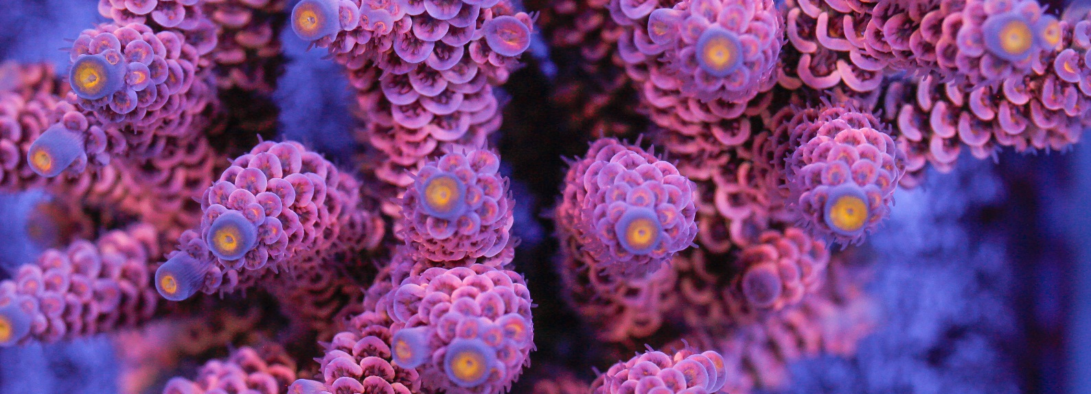 Corallites Acropora