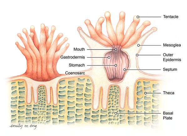 Coral polyps