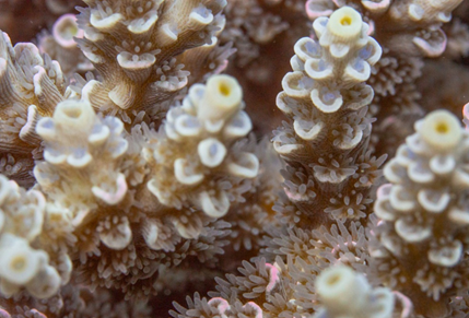 cup-shaped radial corallites