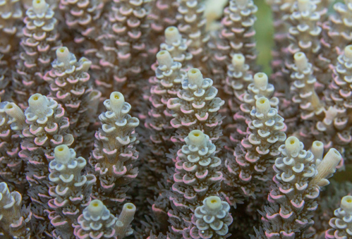 Acropora