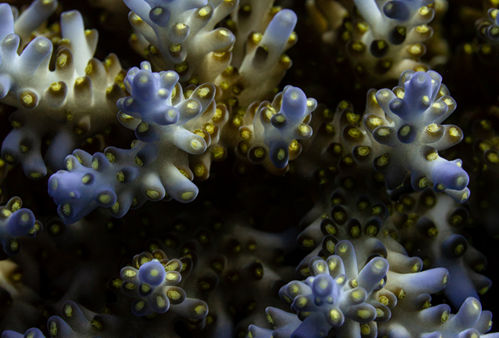 Acropora