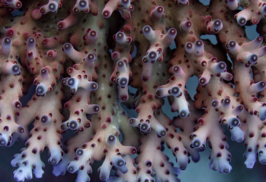 Acropora