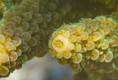 Acropora
