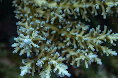 Acropora