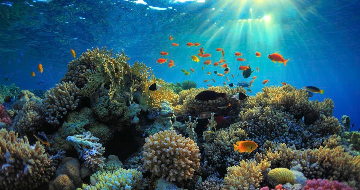 Coral Reef Ocean