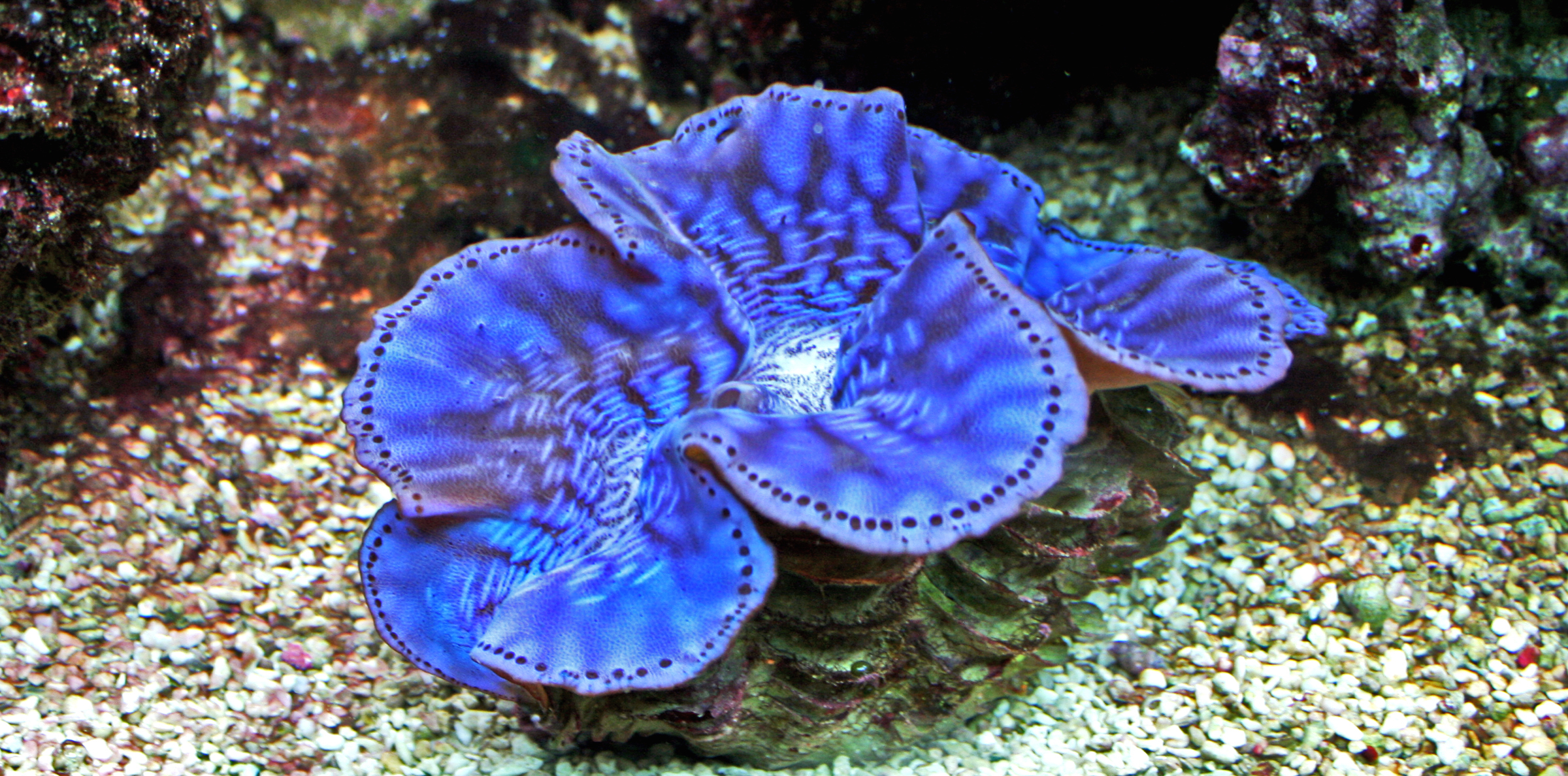Tridacna maxima