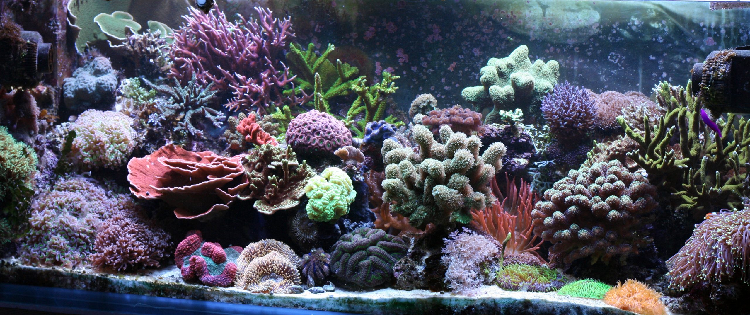 Reef Aquarium At Home Scaled