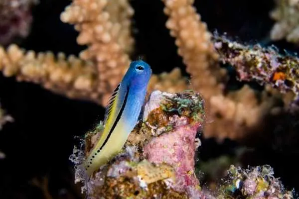Mimic Blenny 600 X 400