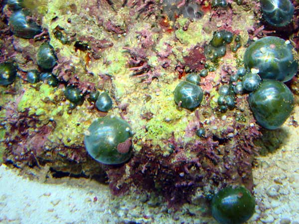 Bubble Algae Lg2