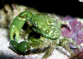 Emeraldcrab