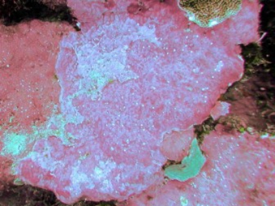 كيف تحذرنا أحواضنا قبل وقوع الكارثة؟ Reef Aquarium Coralline Algae