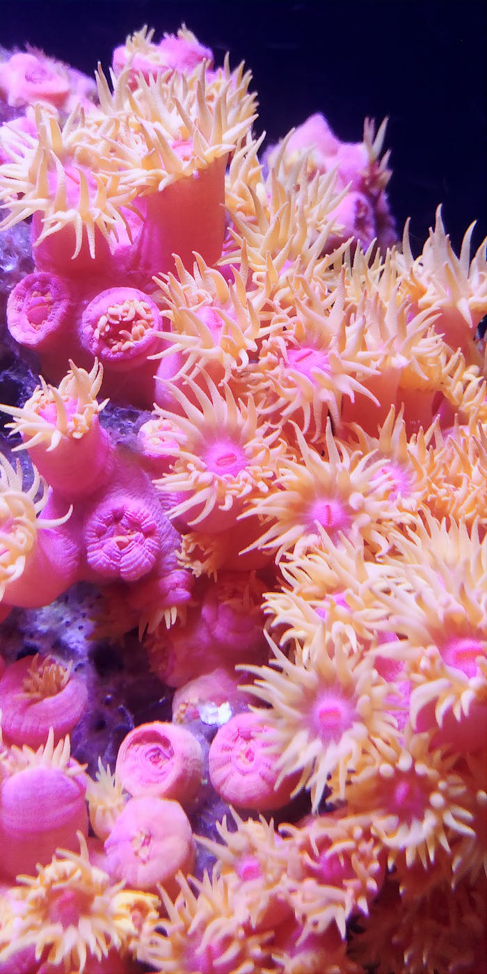 A close-up shot of vibrant, pink, and orange sun coral underwater, showcasing its intricate marine beauty.