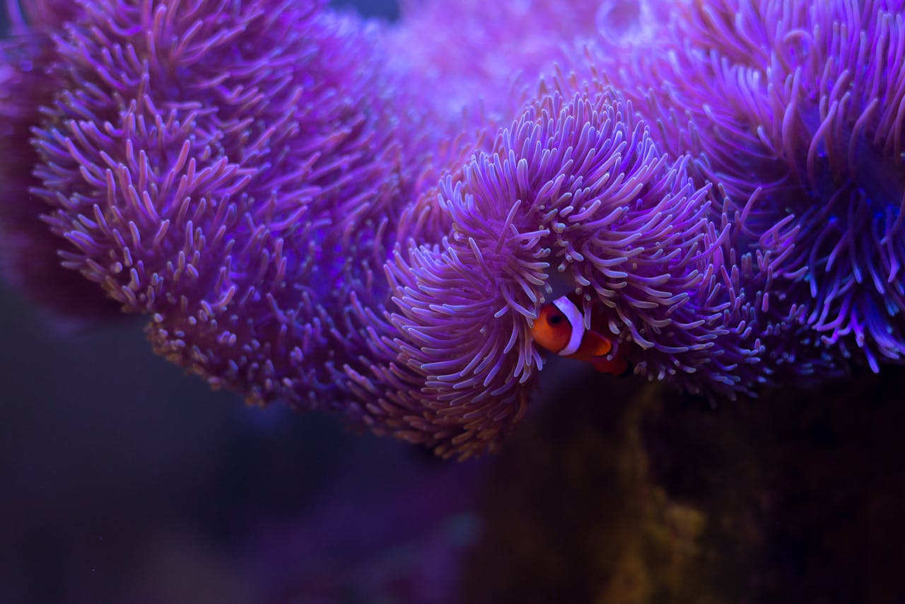 Closeup of purple coral reef and striped orange and white clown fish on underwater